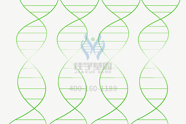 【佳学基因检测】杜丁胺基因检测