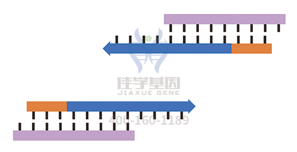 【佳学基因-基因检测】基因解码是如何帮助家人不再患有硬皮病