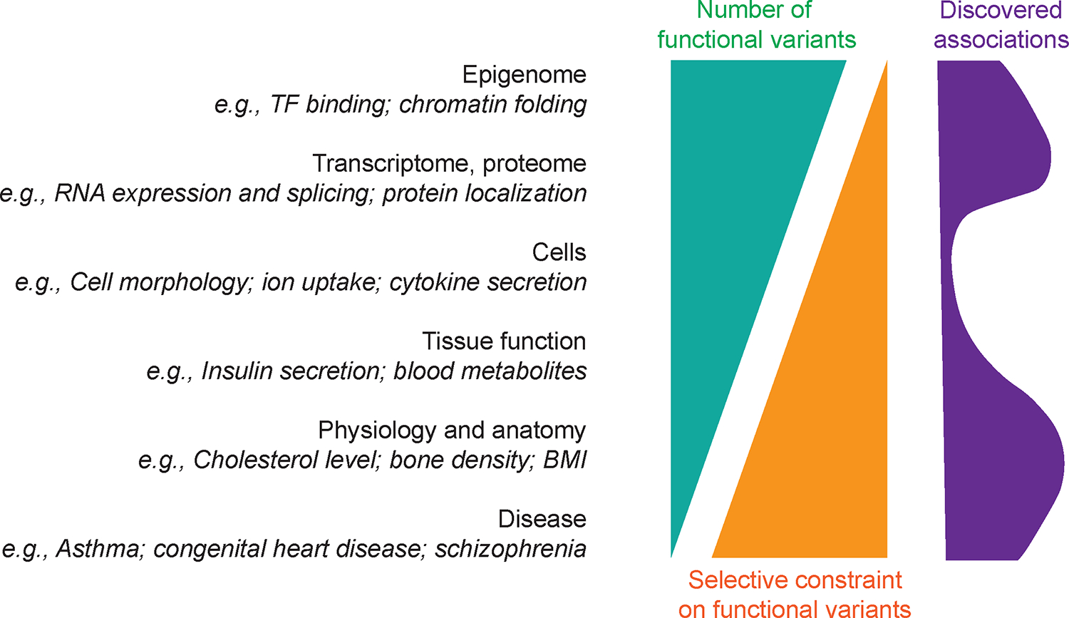 遗传对不同层次功能的影响的说明