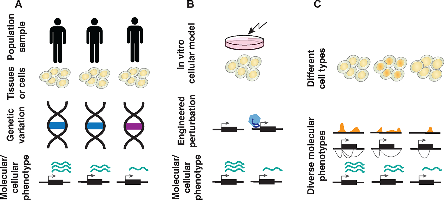 图 3.理解大规模遗传变异的分子效应的方法